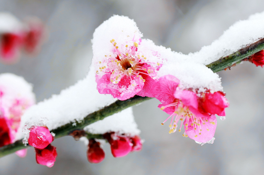 关于梅花的诗词大全（十二首踏雪寻梅的诗词）