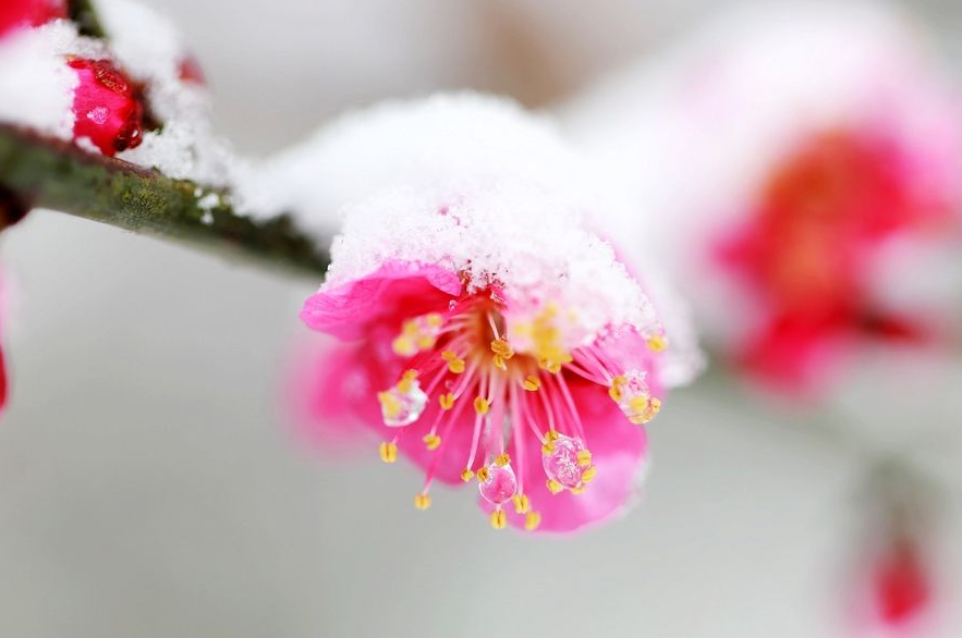 关于梅花的诗词大全（十二首踏雪寻梅的诗词）