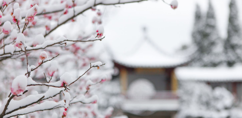 关于梅花的诗词大全（十二首踏雪寻梅的诗词）