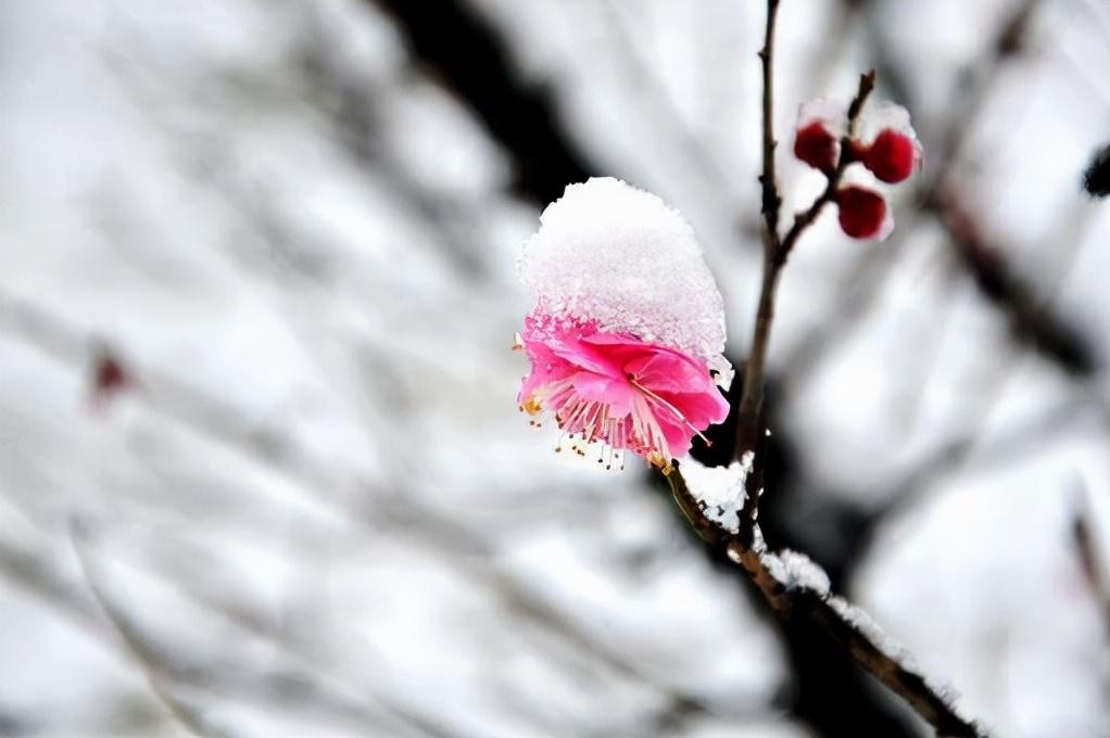 关于梅花的诗词大全（十二首踏雪寻梅的诗词）