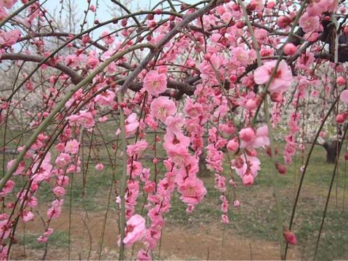 梅花诗词130篇大全集（著名的梅花古诗鉴赏）