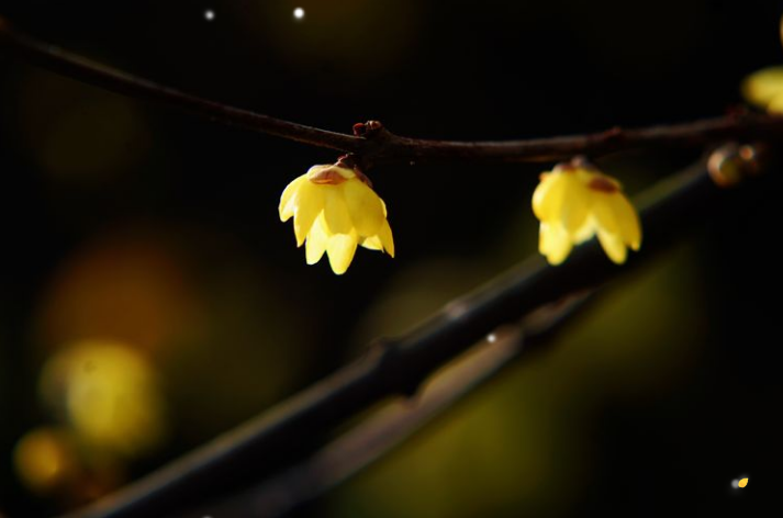 赞美梅花的简短优美诗句（唯美的梅花古诗句）