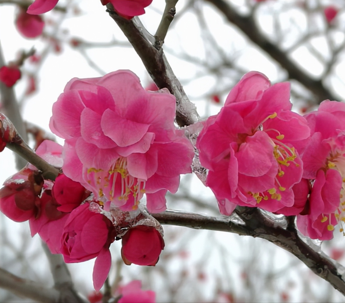 分享20首绝美梅花诗词（赞美梅花诗词的诗句大全）