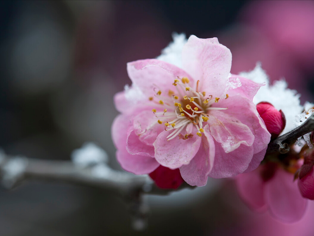 分享20首绝美梅花诗词（赞美梅花诗词的诗句大全）