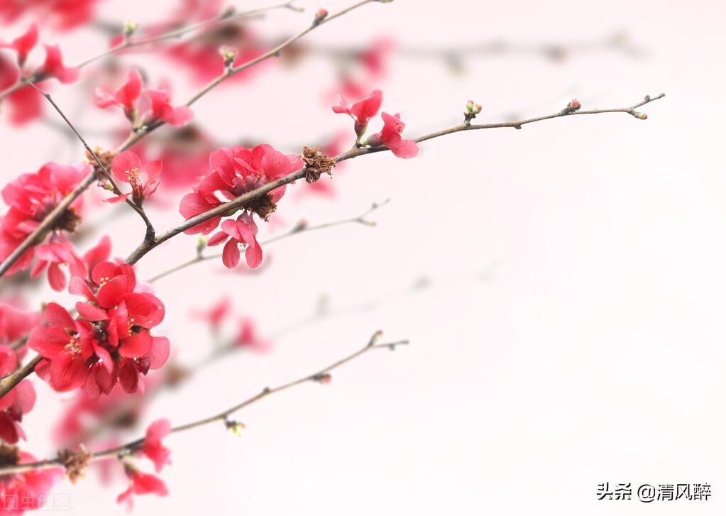 有关春游赏樱花的说说（如月花朝，大地丰盈）