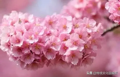 描写樱花优美句子摘抄（赞美樱花的短句）