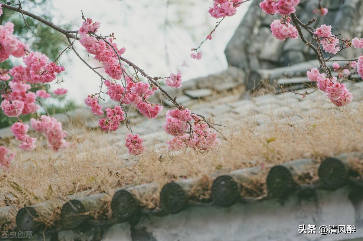 春天观赏樱花句子说说（形容樱花盛开的优美句子）