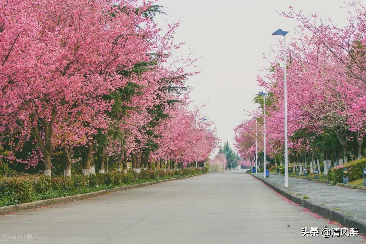 春天观赏樱花句子说说（形容樱花盛开的优美句子）