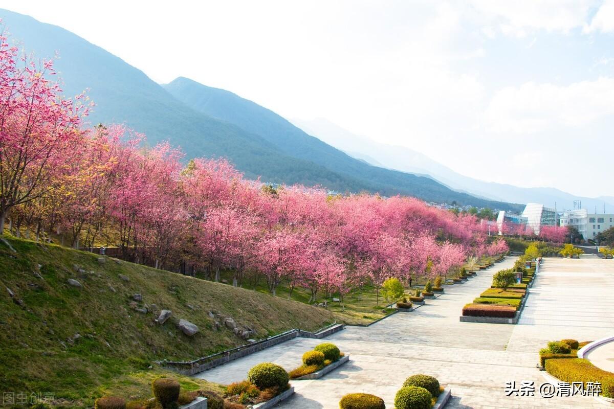 春天观赏樱花句子说说（形容樱花盛开的优美句子）