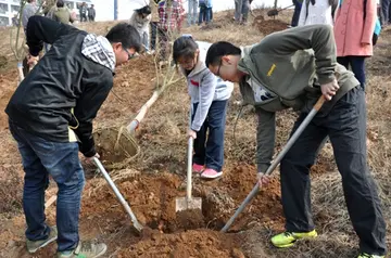 2022公益植树绿色工作方案模板（公益植树环保实施方案范本）