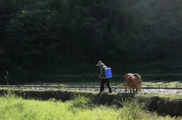 关于乡村田园生活作文精选（话题作文范文）