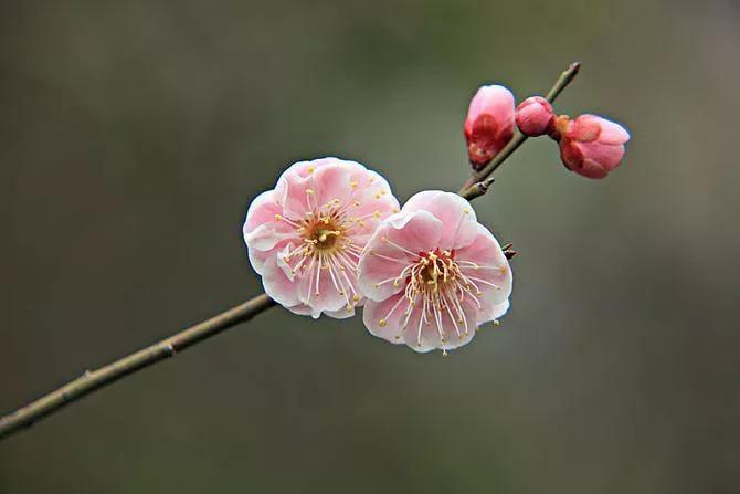 关于人生如花的短句（愿人生如花一样的人生感悟）