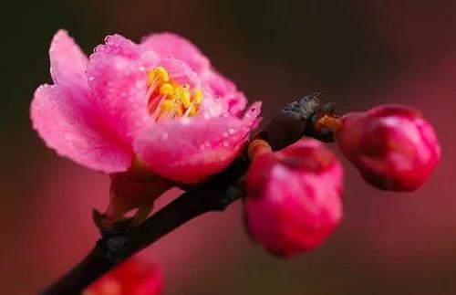 关于人生如花的短句（愿人生如花一样的人生感悟）