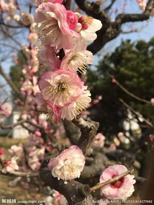 关于人生如花的短句（愿人生如花一样的人生感悟）