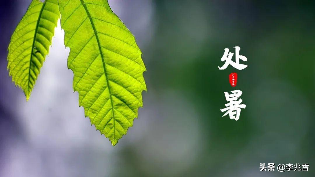 处暑节气的祝福句子（关于处暑节气的精辟文案）