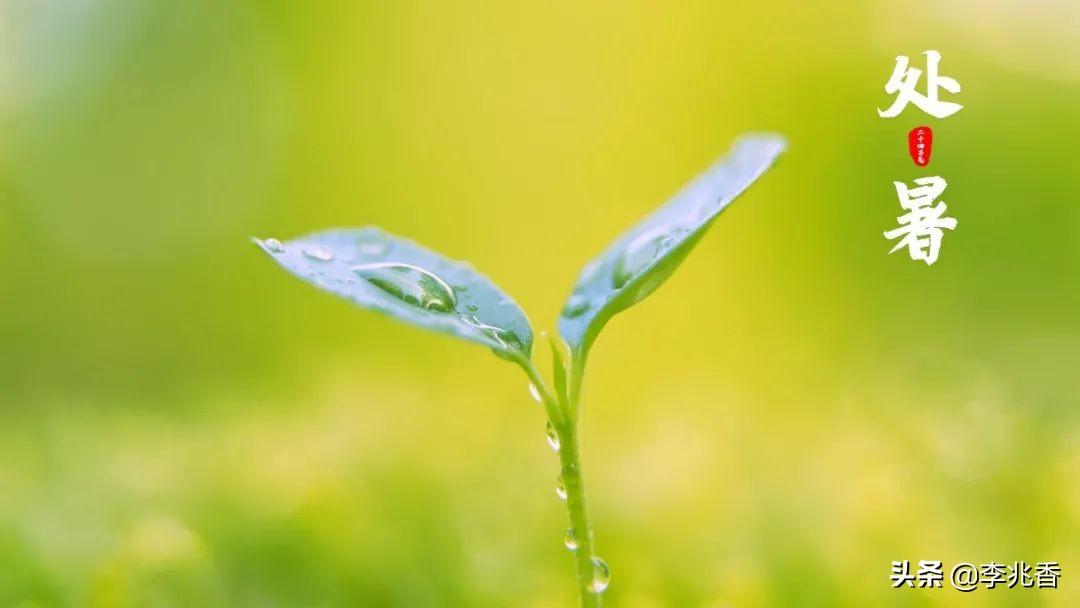 处暑节气的祝福句子（关于处暑节气的精辟文案）