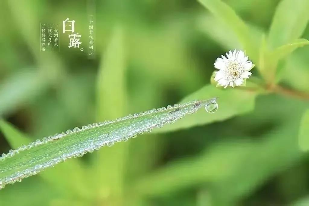 白露节气的祝福文案（关于白露节气的祝福短句）