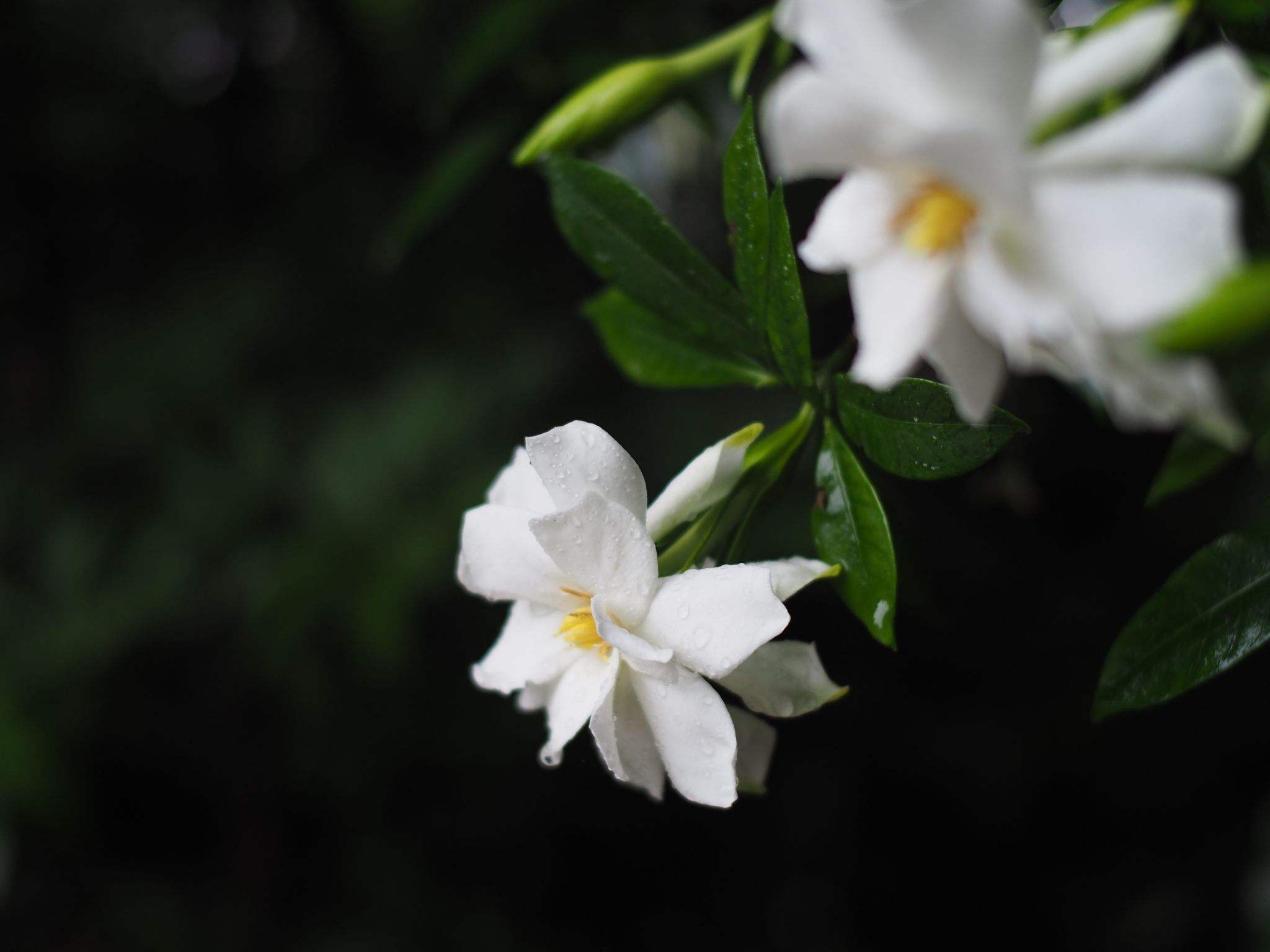 关于栀子花的古诗（栀子花的经典诗句）