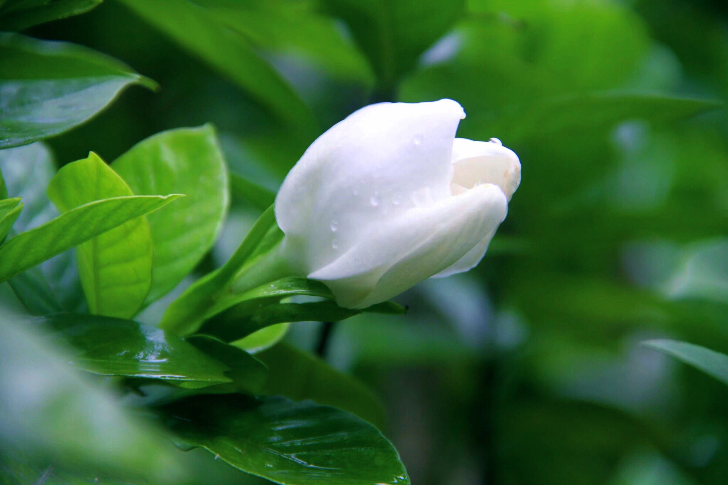 关于栀子花的古诗（栀子花的经典诗句）