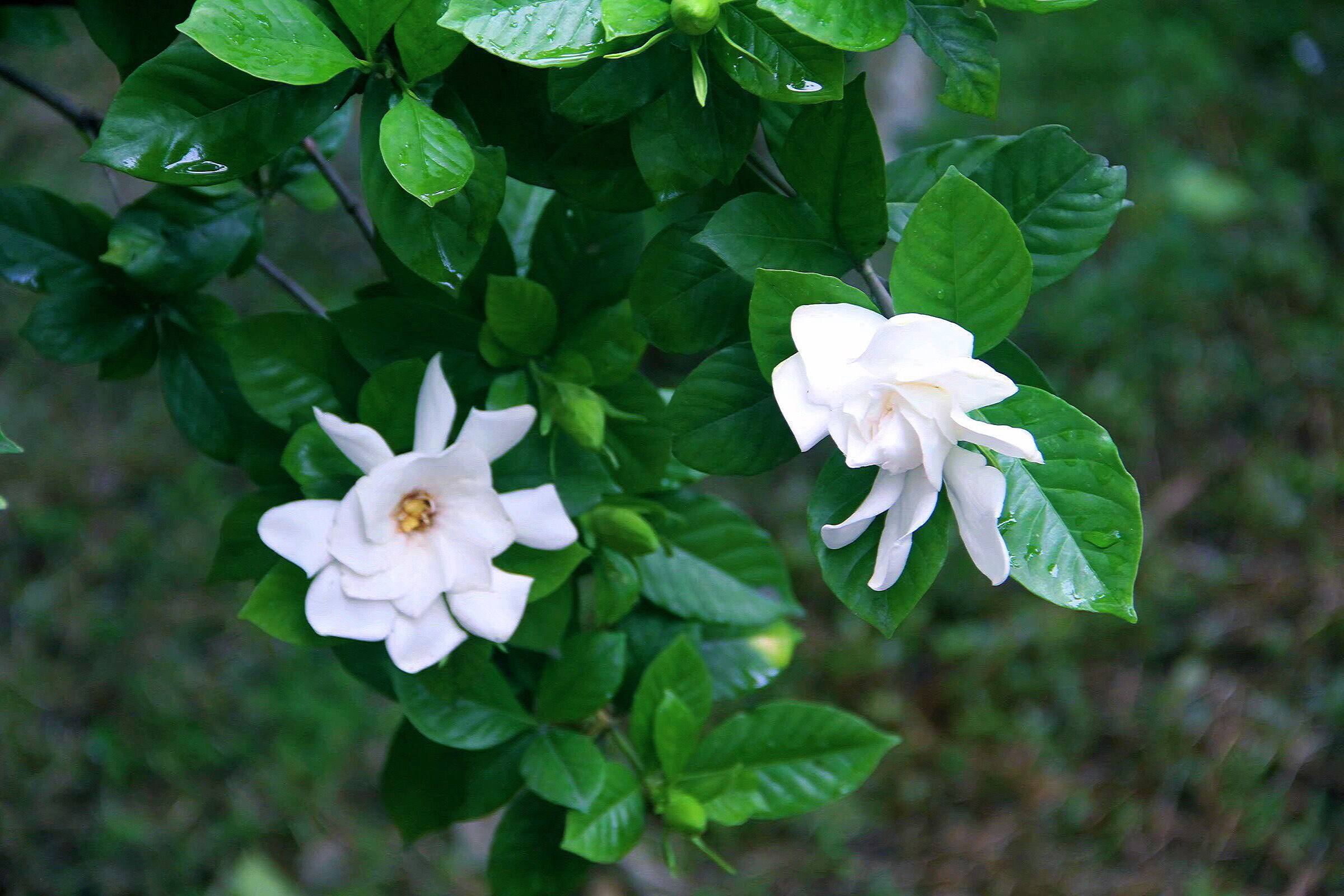 关于栀子花的古诗（栀子花的经典诗句）