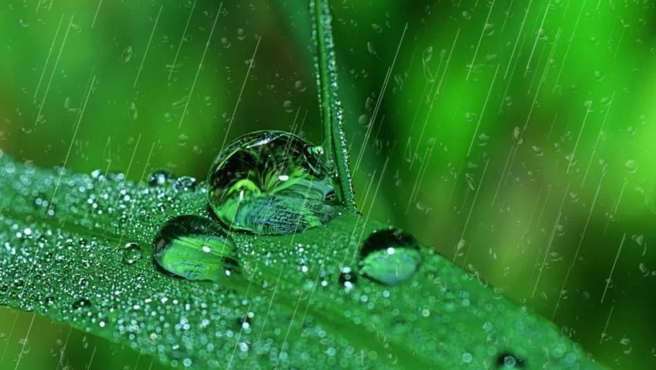 有关春雨的诗句（描写春雨的经典古诗）