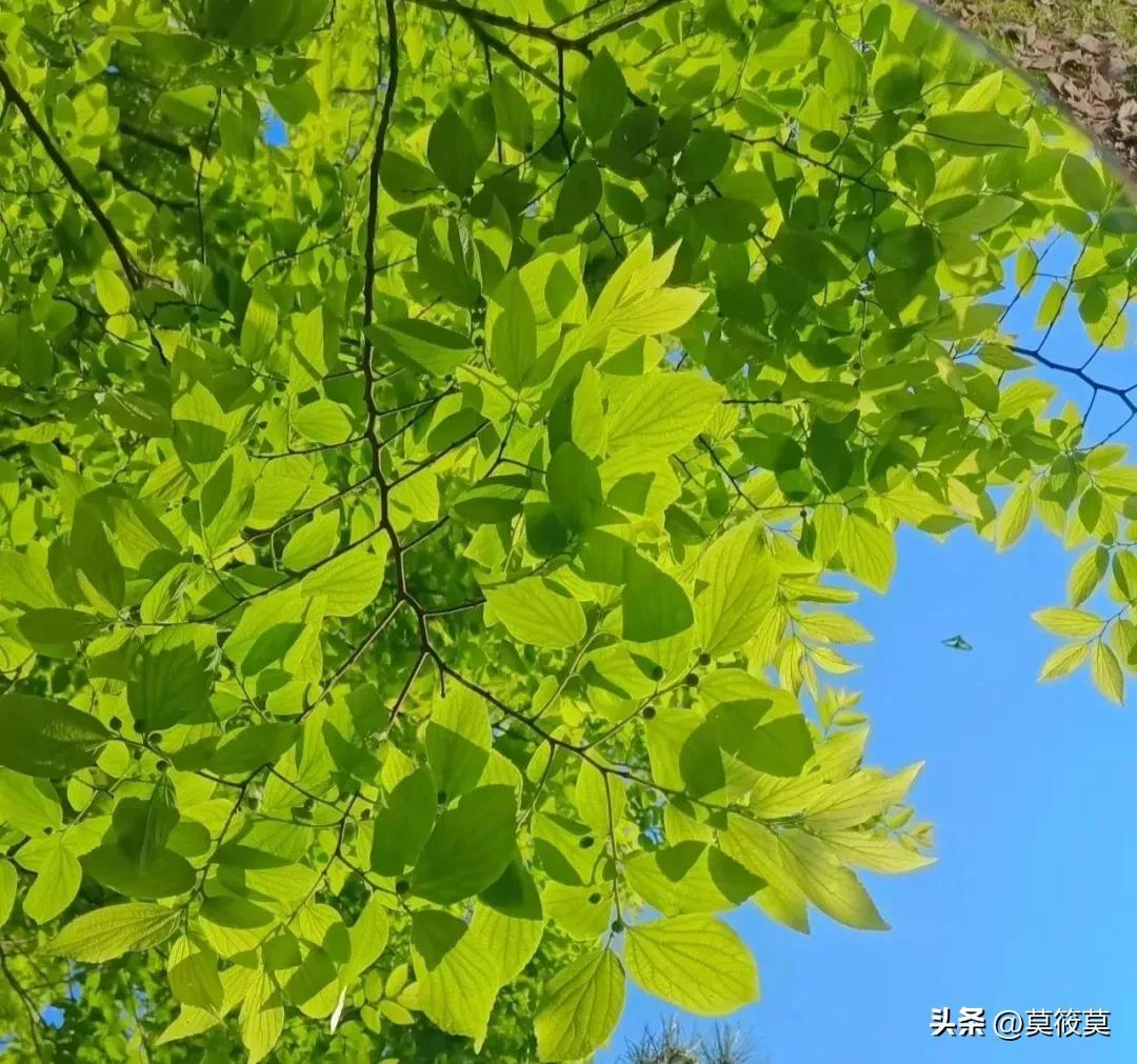 特别温柔的治愈文案（干净且唯美的暖心短句）