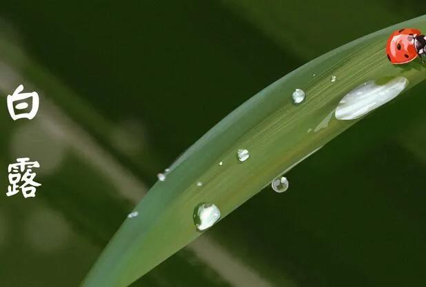 白露节气的祝福文案（有关白露节气的祝福短句）