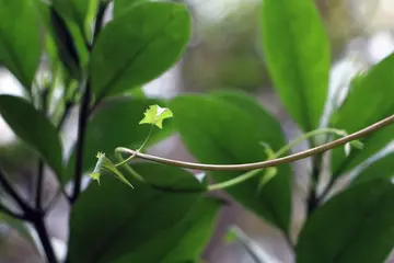 绿意盎然的生活作文精选（关于绿意的作文范例）