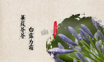 白露节气的唯美句子（请您欣赏）