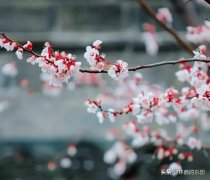 关于春雨的惊艳诗句（赞美春雨的经典诗句）