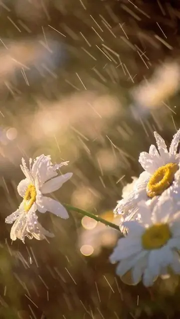 下雨天的唯美句子（充满意境的雨天短句）