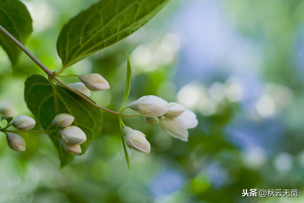 关于茉莉花的优美古诗（描写茉莉花的唯美诗句）