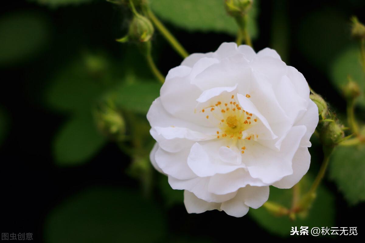 形容荼蘼花的诗句（关于荼蘼花的经典古诗）