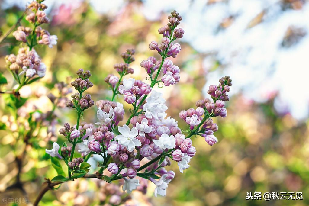 关于丁香花的诗句（描写丁香花的著名古诗）