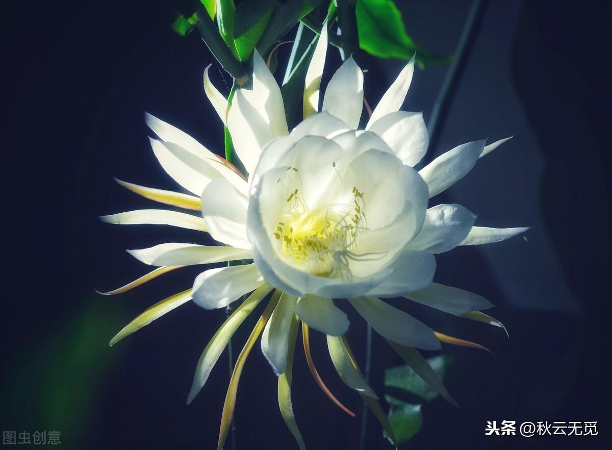 关于昙花的优美诗句（形容昙花的著名古诗）