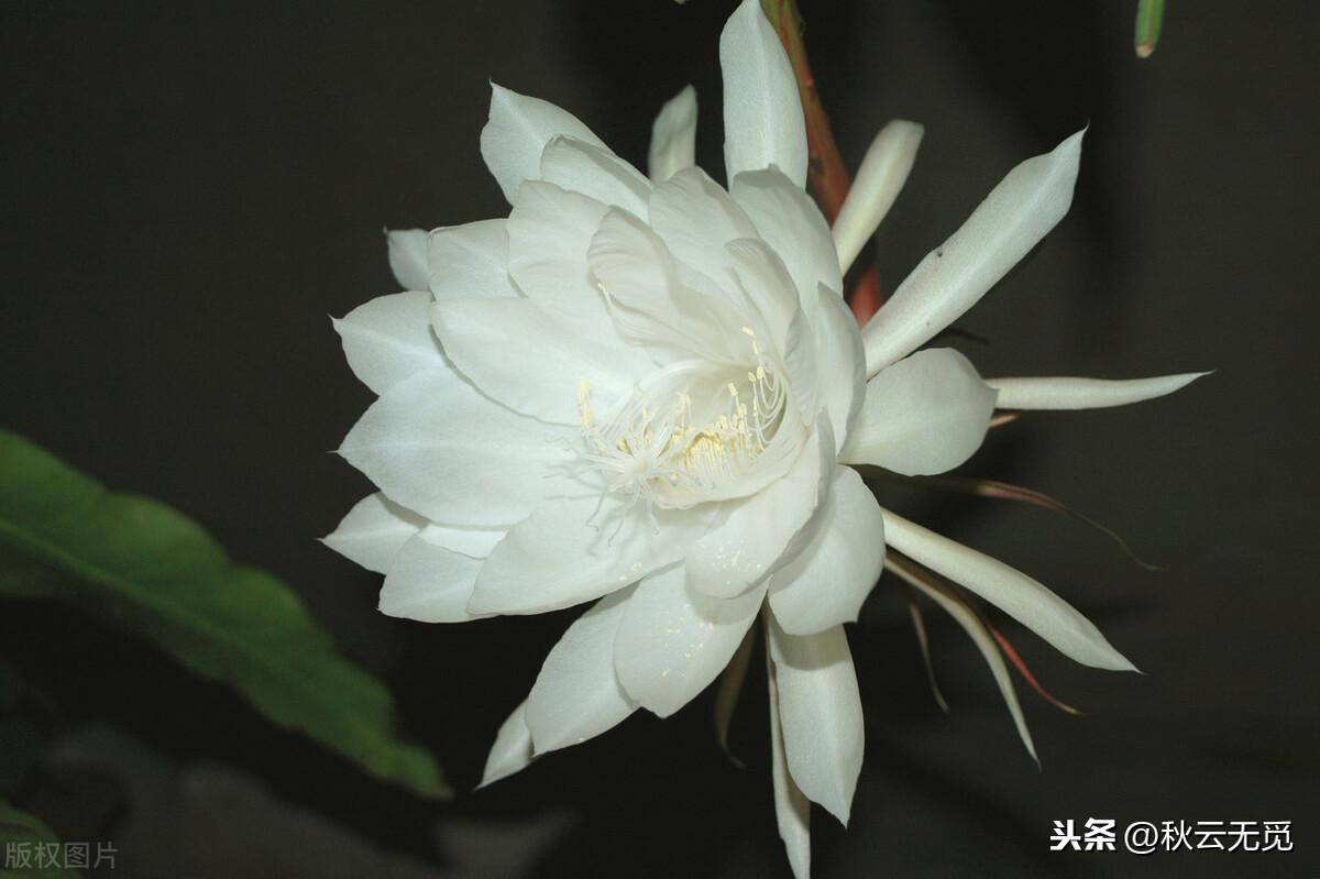 关于昙花的优美诗句（形容昙花的著名古诗）