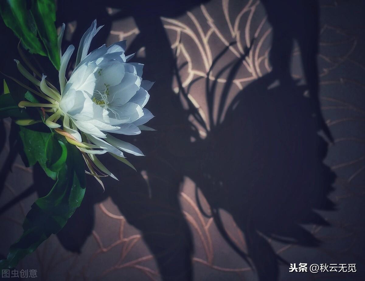 关于昙花的优美诗句（形容昙花的著名古诗）