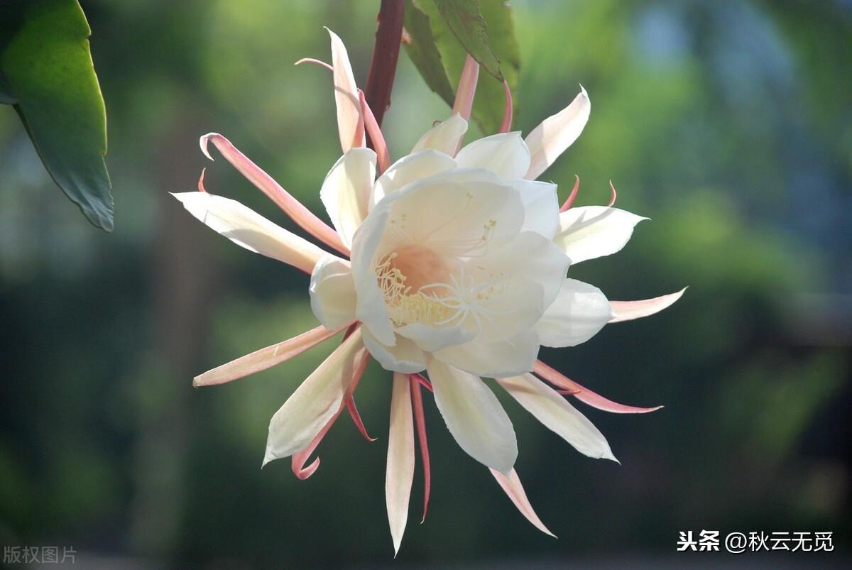 关于昙花的优美诗句（形容昙花的著名古诗）