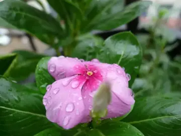 生活中的一朵花作文精选（关于花朵的作文范例）