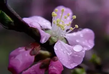 有关拟花的作文800字（生活好似一朵花精选范例）