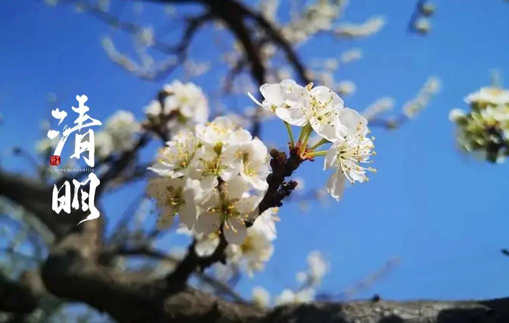 关于清明节的著名诗句(清明节的古诗大全)