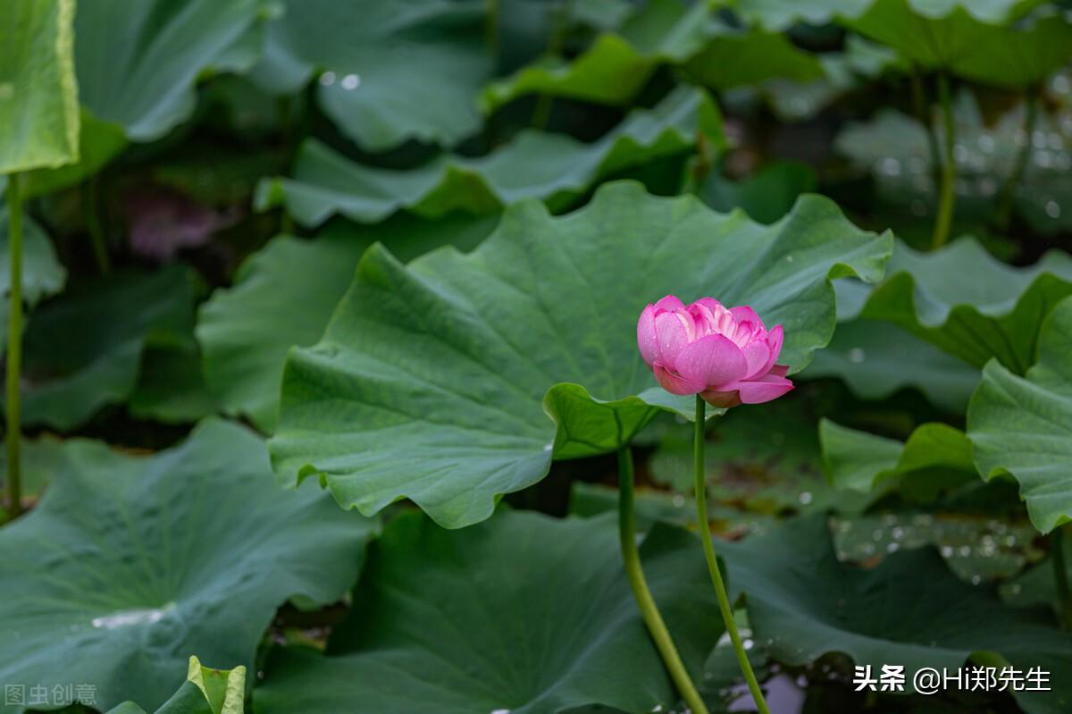 关于夏至的优美古诗（夏至的著名诗句）