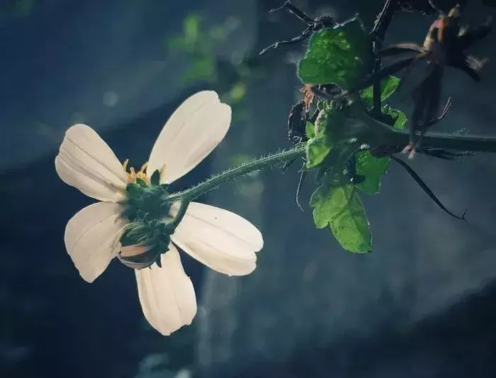 关于谷雨节气的经典古诗（谷雨节气的著名诗句）