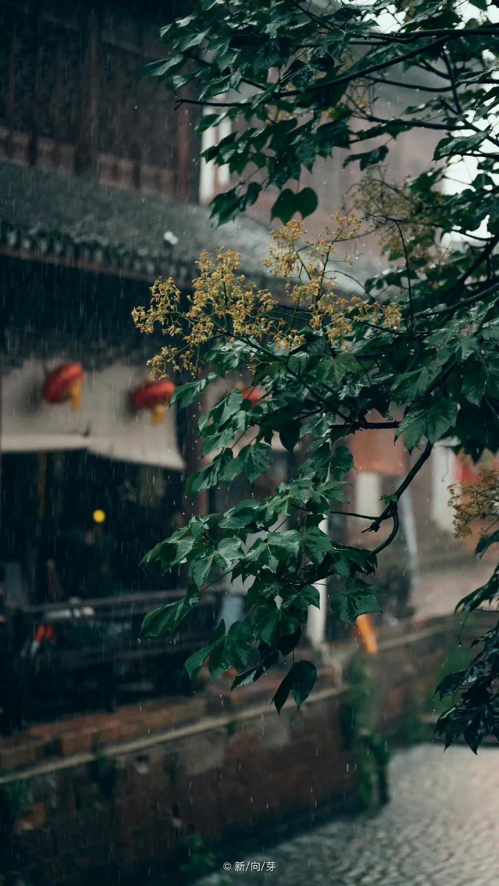 描写秋雨的古诗词（纳兰容若深情的秋雨词）