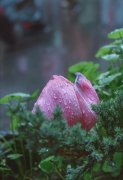 描写秋雨的古诗词（纳兰容若深情的秋雨词）