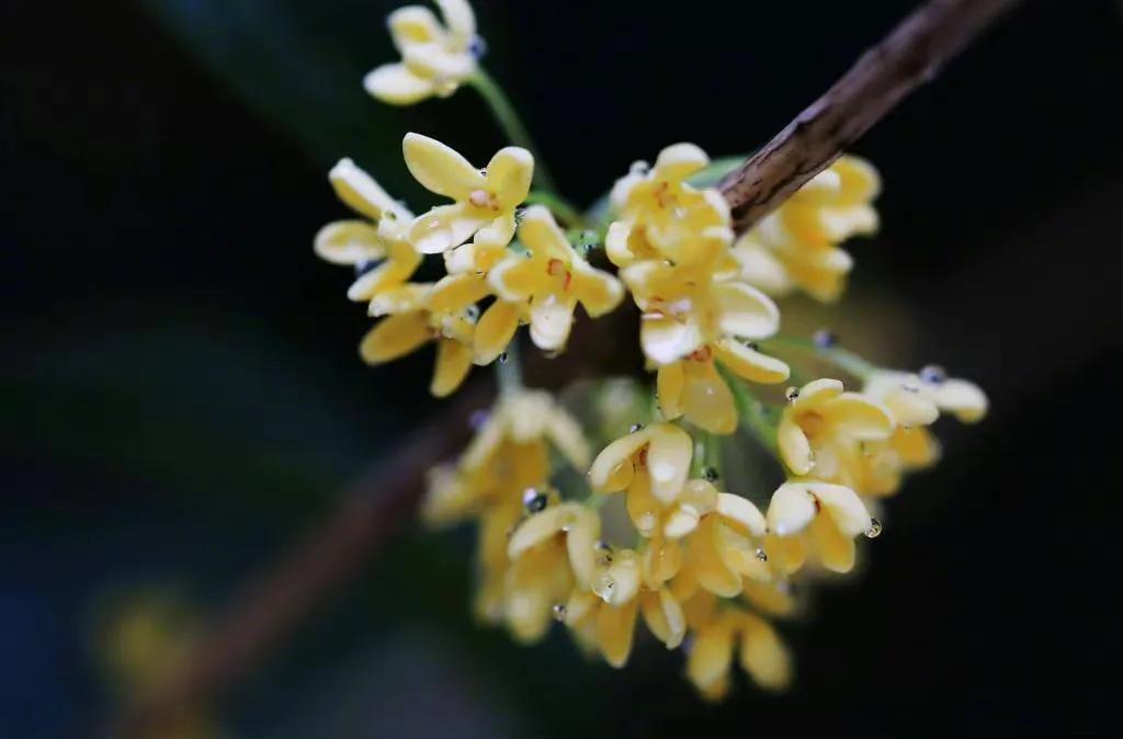 赞美桂花的诗句（50句清雅的桂花诗词）