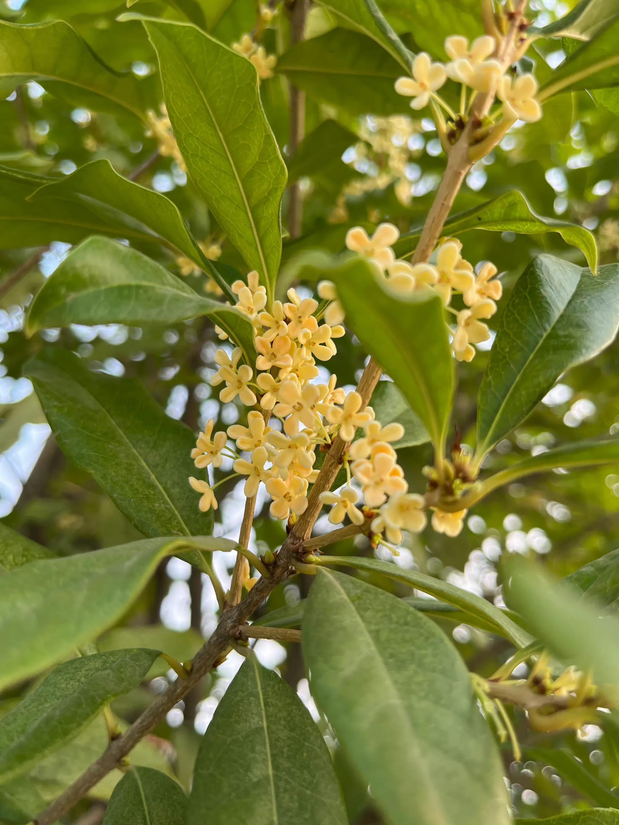 赞美桂花的诗句（50句清雅的桂花诗词）