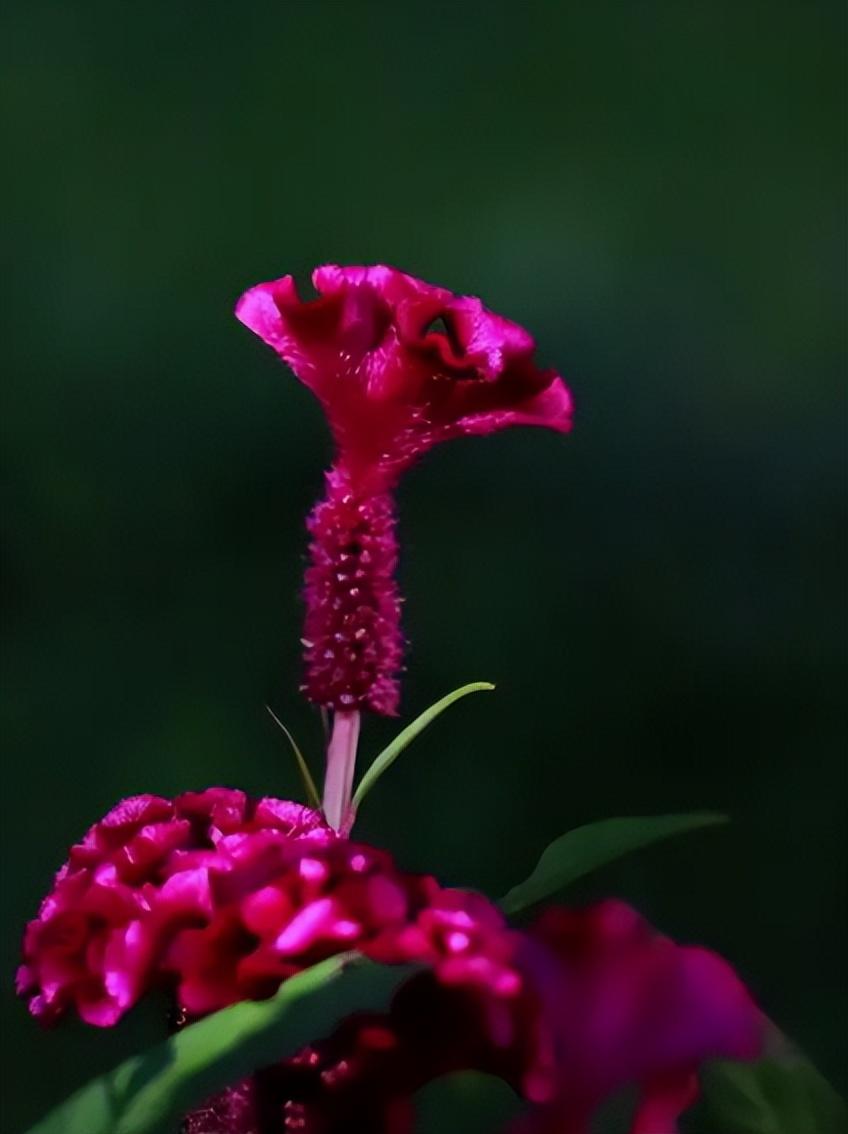 关于鸡冠花的经典古诗（赞美鸡冠花的优美诗句）