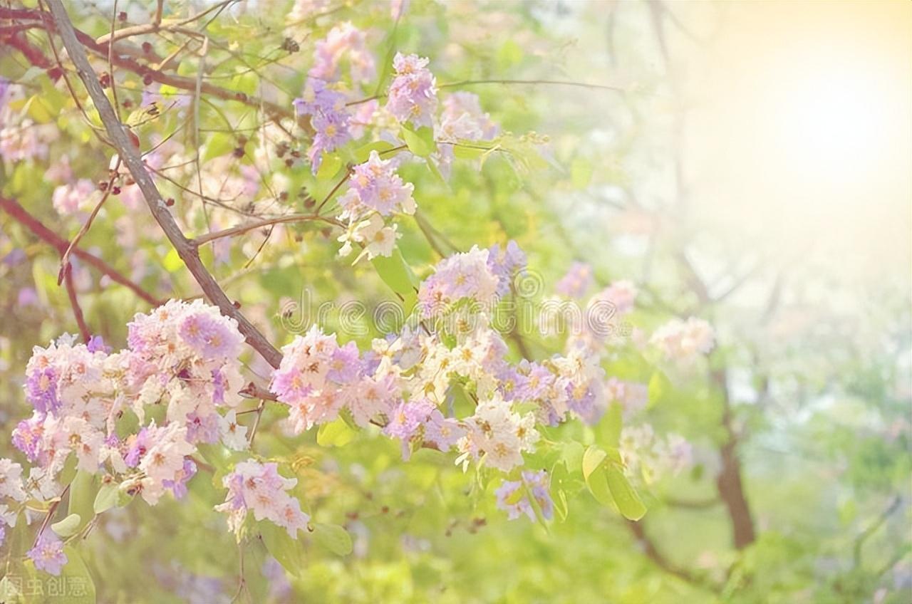 紫薇花的著名古诗（关于紫薇花的优美诗句）