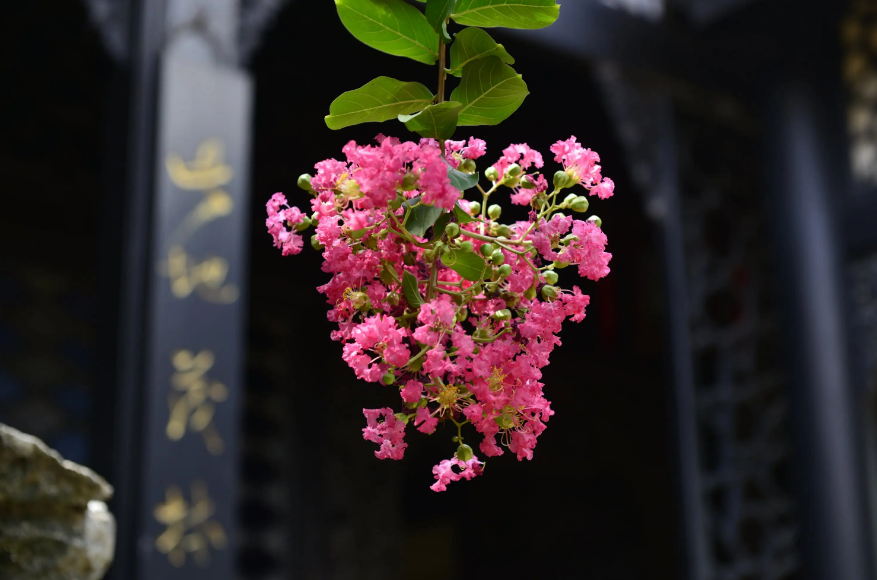 紫薇花的著名古诗（关于紫薇花的优美诗句）